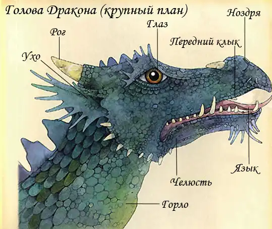 Анатомия дракона