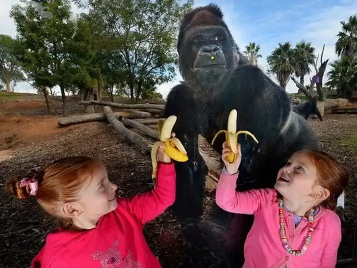 Не надо дразнить гориллу