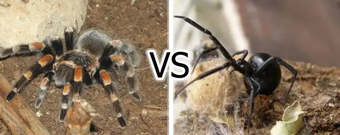 Кто победит в схватке: Черная вдова или тарантул?