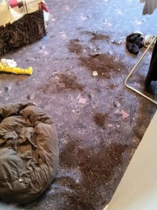 Почему не стоит держать лабрадора в квартире