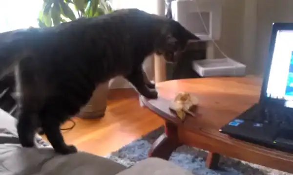 Кот против очень страшного банана