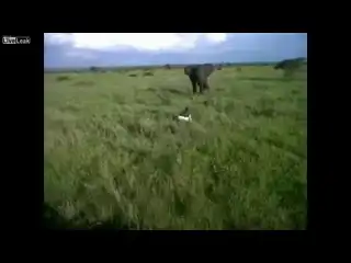 Пьяный напугал слона