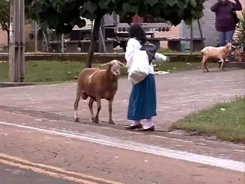 Наглая коза нападает на прохожих в Бразилии