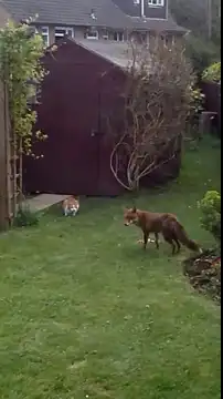 Пара домашних котов против дикой лисы