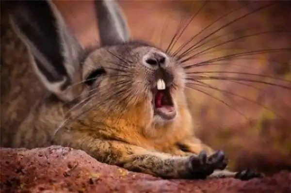 Зевающие кролики выглядят слегка демонически