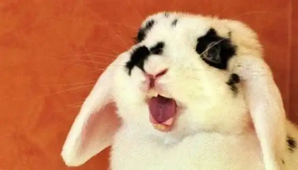 Зевающие кролики выглядят слегка демонически
