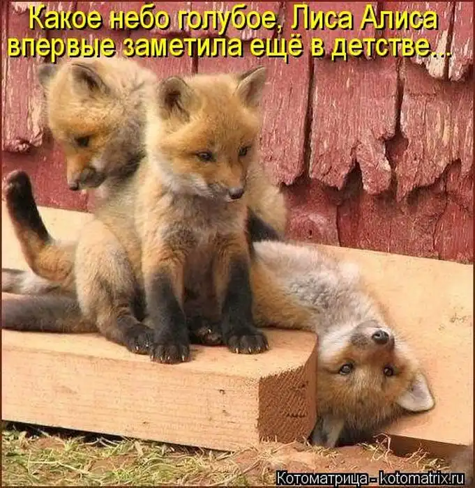 Лучшие котоматрицы недели