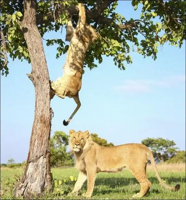 Необычная борьба львов