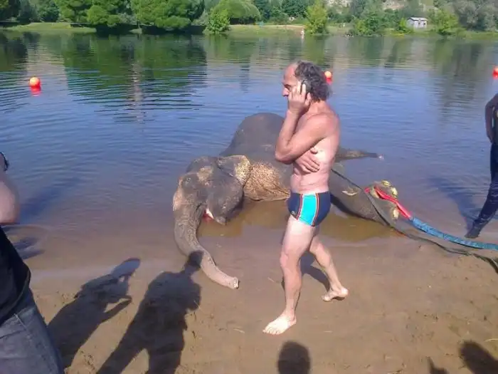Цирковой слон утонул в реке