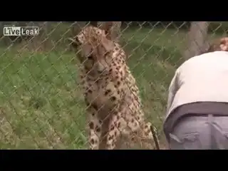 Общительные гепарды