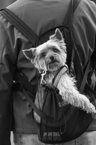 Эти забавные животные