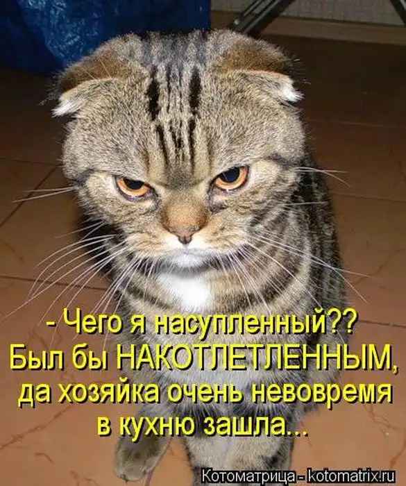 Лучшие котоматрицы недели