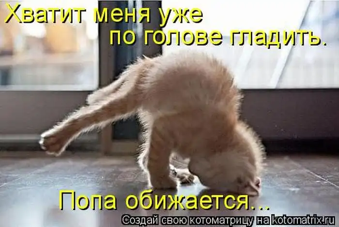 Лучшие котоматрицы недели