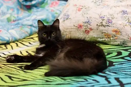 Черно-белая пушистая кошка Ночка