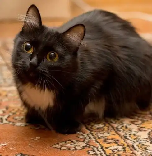 Черно-белая пушистая кошка Ночка