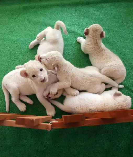 Эти забавные животные