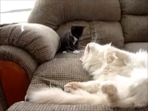 Наглый котенок достает спящего кота