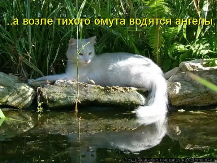 Лучшие котоматрицы недели