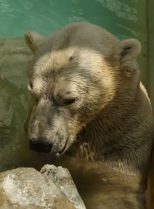 Как медведи спасаются от летней жары