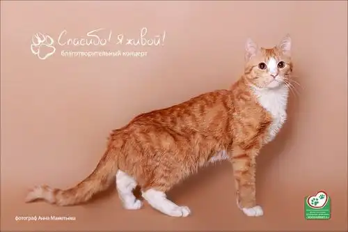 Рыжее солнышко кот Марсель