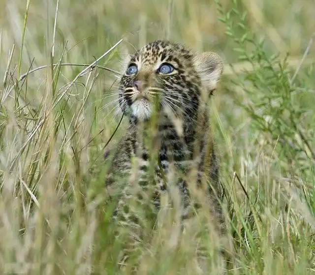 Позитивная история маленького леопарда