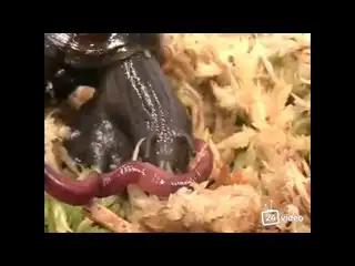 Улитка против червя