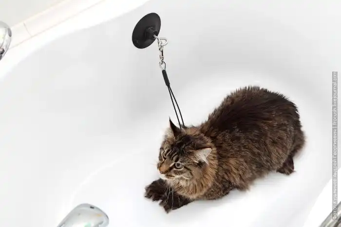 Инструкция: как с легкостью помыть своего кота