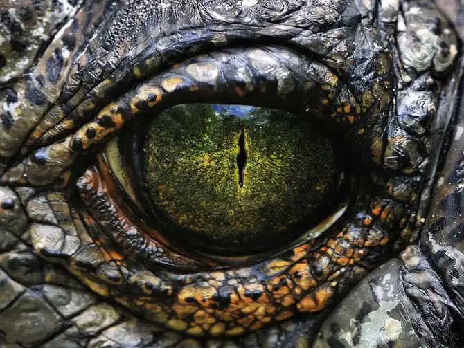 10 самых странных гипотез о причинах вымирания динозавров