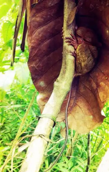 Эти забавные животные