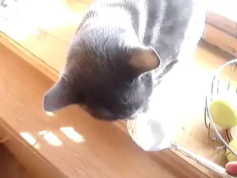 Кот издает странные звуки во время еды