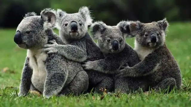 Необычные факты о коалах