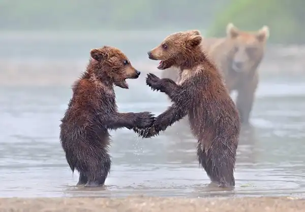 Познавательно о медведях