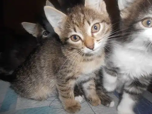 пушистые лапки! 1,5 мес