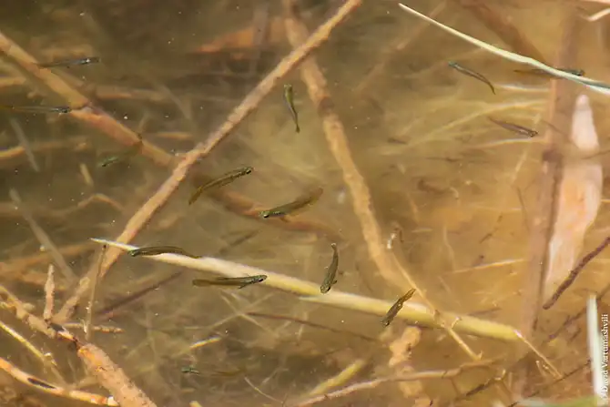 Оазисы в бесконечном море песков Африки