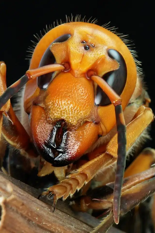 25 самых опасных насекомых