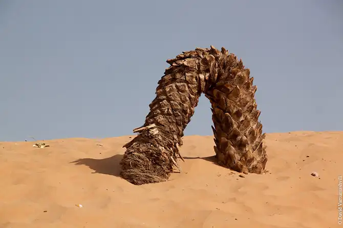 Долгая дорога домой