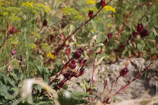 Долгая дорога домой