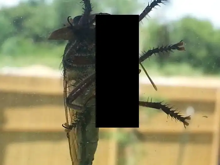 Гигантская муха против осы