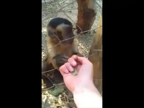 Позитивная обезьянка в зоопарке