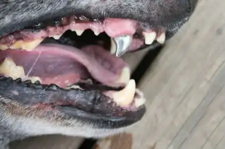 Титановые зубы собаки