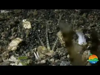 Хищный морской червь