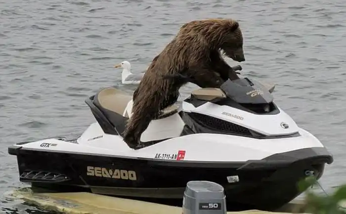 Медведь на водном мотоцикле