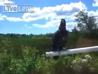 Сторожевой орел