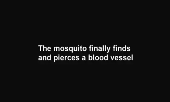Укус комара под микроскопом