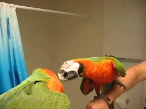 Классный разговаривающий попугай