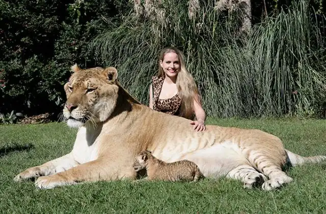 Самый большой кот в мире по имени «Геркулес»
