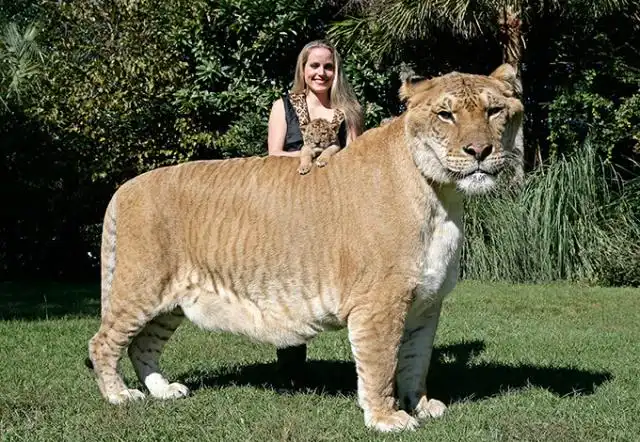Самый большой кот в мире по имени «Геркулес»