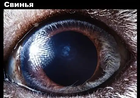 Как выглядят глаза животных