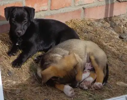 Очаровательные щенки от некрупной собачки ищут дом