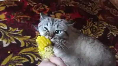 Котэ очень любит вареную кукурузу